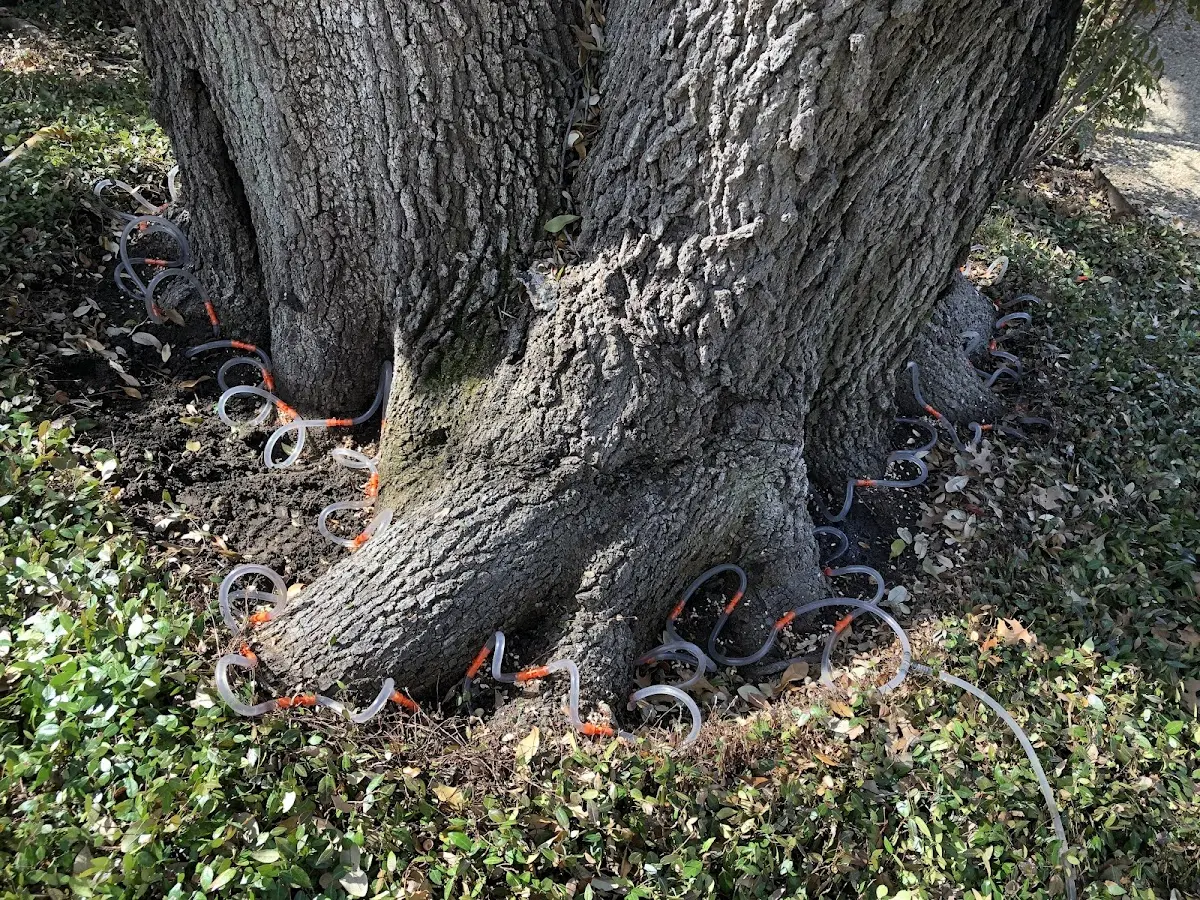 Detailed Tree Cabling and Bracing job site in Nutrioso