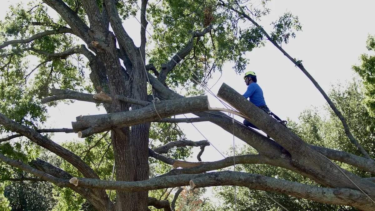 Professional Hazardous Tree Removal performed by certified arborists in Nutrioso