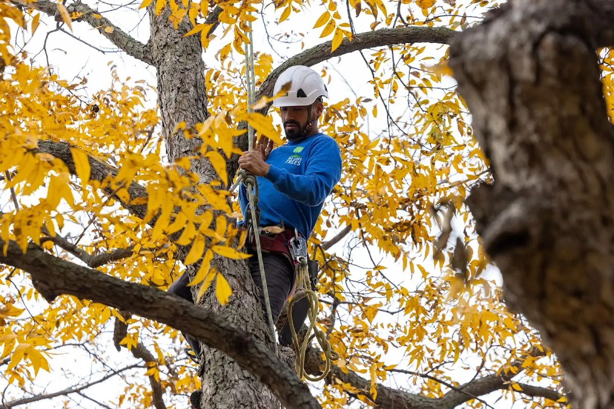 Skilled Storm Damage Cleanup crew working in Nutrioso
